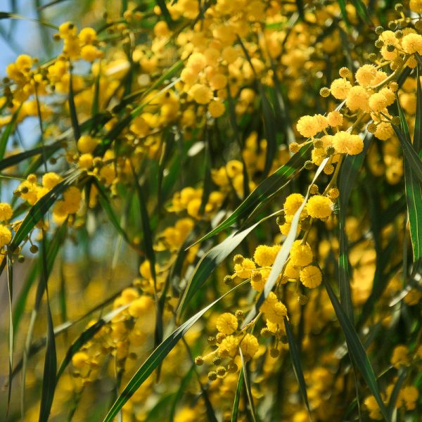 mimoza akacija mimosa acacia yellow geltona pavasaris spring sardegna bosa flowering gėlės ir manufaktūra