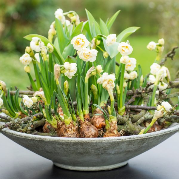 narcissus daffodils tazetta bridal crown floradania narcizai daugiažiedžiai gėlės ir manufaktūra pavasaris bulbs svogūninis augalas svogunas garden