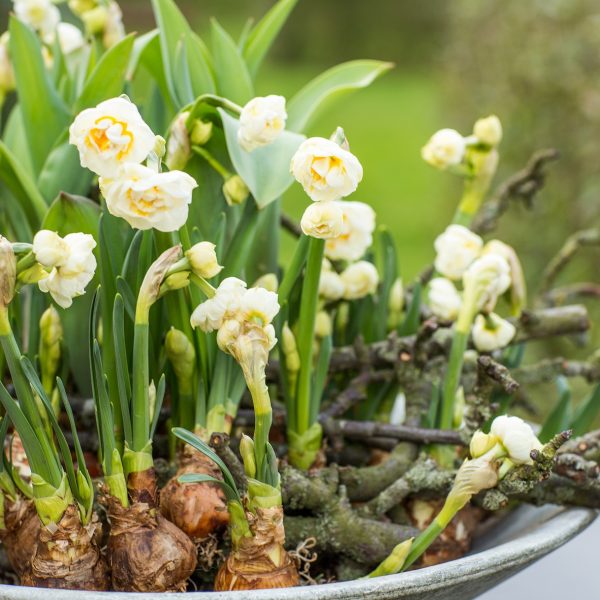 narcissus daffodils tazetta bridal crown floradania narcizai daugiažiedžiai gėlės ir manufaktūra pavasaris bulbs svogūninis augalas svogunas garden