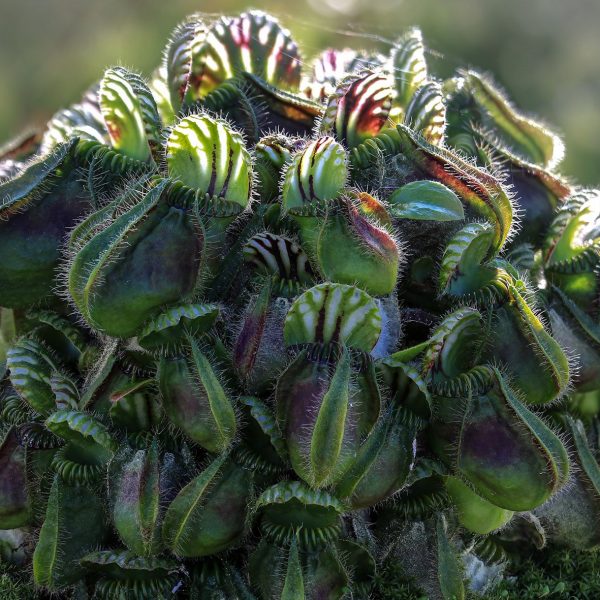 Cephalotus follicularis augalai geles ir manufaktura Musgaudis carnivors vabzdziaedis musėkautai
