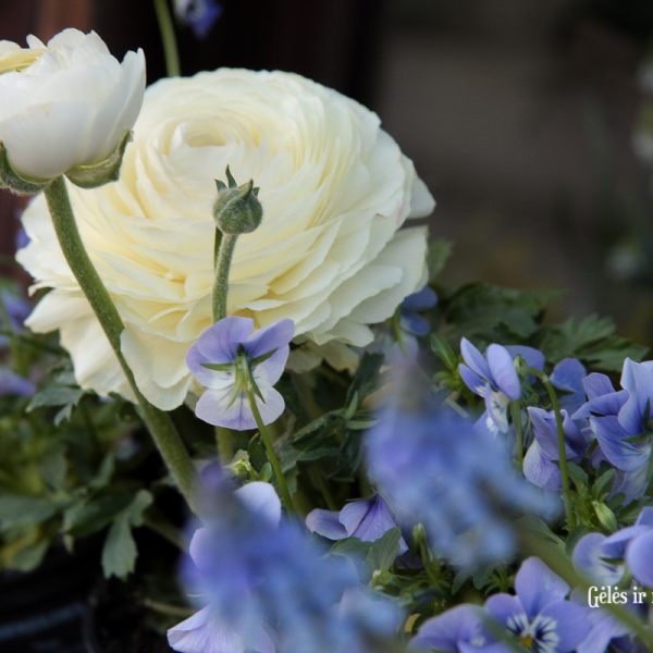 augalai ranunculus vėdrynai muscari žydrė našlaitės viola gėlės ir manufaktūra pavasariniai pavasaris spring bulbs plants