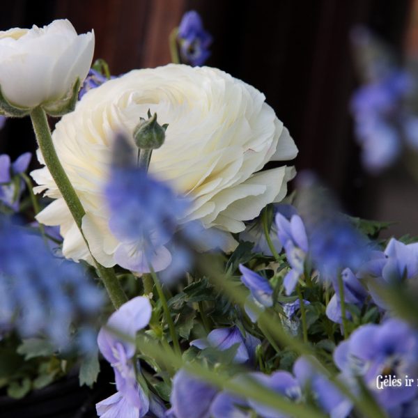 augalai ranunculus vėdrynai muscari žydrė našlaitės viola gėlės ir manufaktūra pavasariniai pavasaris spring bulbs plants