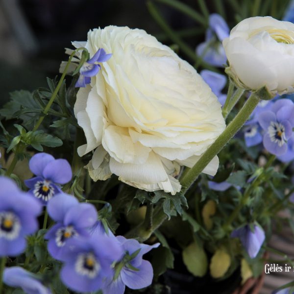 augalai ranunculus vėdrynai muscari žydrė našlaitės viola gėlės ir manufaktūra pavasariniai pavasaris