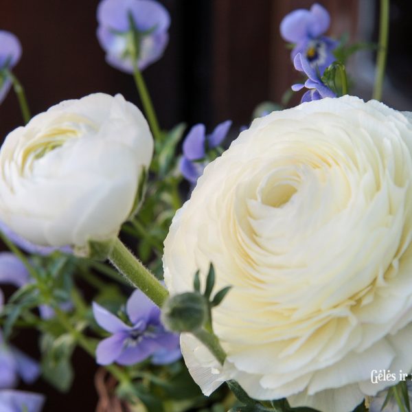 augalai ranunculus vėdrynai muscari žydrė našlaitės viola gėlės ir manufaktūra pavasariniai pavasaris