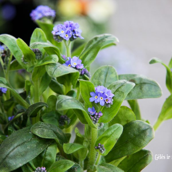 augalai rmyosotis neužmirštuolė blue mėlyna augalas sodo gėlės ir manufaktūra pavasariniai pavasaris forget-me-not
