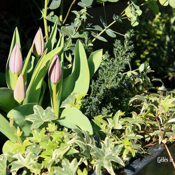 augalai svogūniniai tulipa tulpės gėlės ir manufaktūra pavasariniai pavasaris spring hyacinthus jacintas