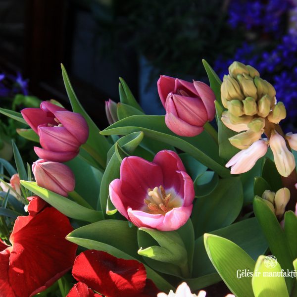 augalai svogūniniai tulipa tulpės gėlės ir manufaktūra pavasariniai pavasaris spring hyacinthus jacintas