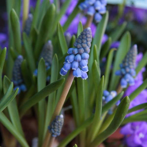 augalai svogūniniai muscari žydrė našlaitės narcissus gėlės ir manufaktūra pavasariniai pavasaris blue narcizai bulbs