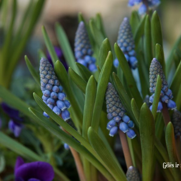 augalai svogūniniai muscari žydrė našlaitės narcissus gėlės ir manufaktūra pavasariniai pavasaris blue narcizai bulbs