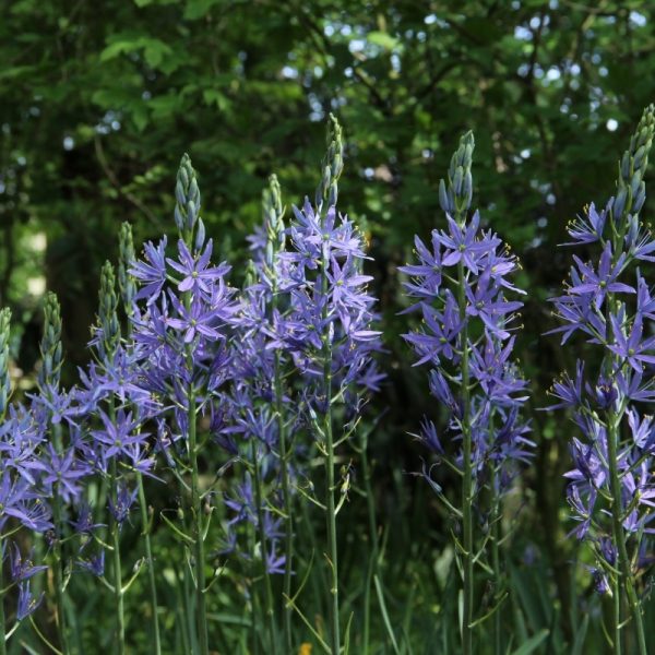 camassia leichtlinii caerulea kamasija bulbs svogūninis augalas mėlynas blue gėlės ir manufaktūra