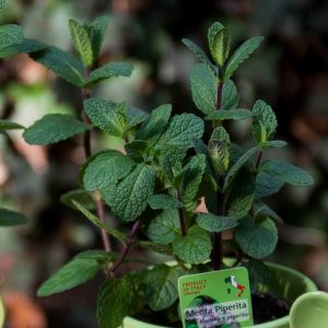 mėta mentha piperita peppermint herbs prieskoninis augalas green gėlės ir manufaktūra augalai plants aromatic