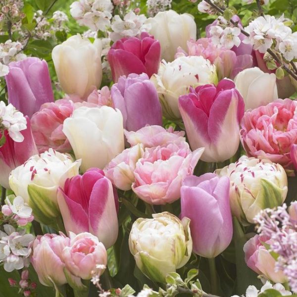 tulipa angelique pink tulips rožinė tulpes tulpių svogūnėliai gėlės ir manufaktūra pilnavidures bijunines svogūninis augalas svogūnas