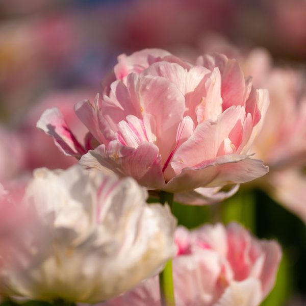 tulipa-angelique-tulips-bulbs-double-šviesiai-rožinė-pilnavidurė-tulpes-tulpių-svogūnėliai-gėlės-ir-manufaktūra-bijūninės-svogūnas-augalas-AdobeStock_228941974