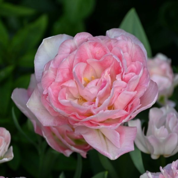 tulipa angelique pink tulips rožinė tulpes tulpių svogūnėliai gėlės ir manufaktūra pilnavidures bijunines svogūninis augalas svogūnas