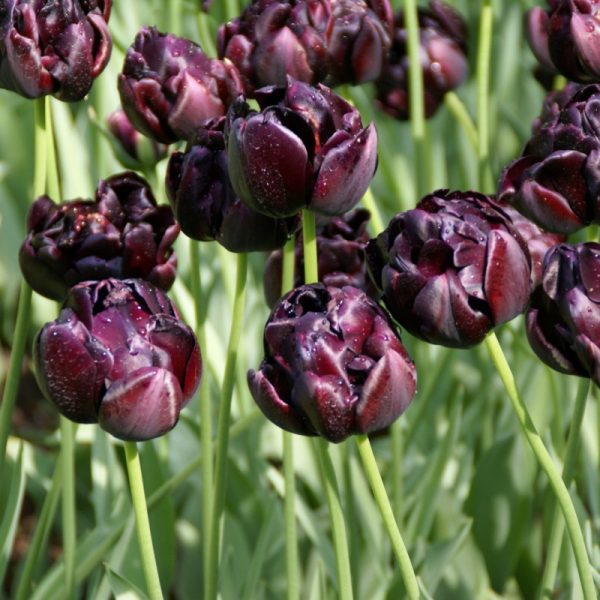 tulipa black hero tulips bulbs juodos tulpes pilnavidurės bijūninės tulpių svogūnėliai gėlės ir manufaktūra baklažano spalvos juodos