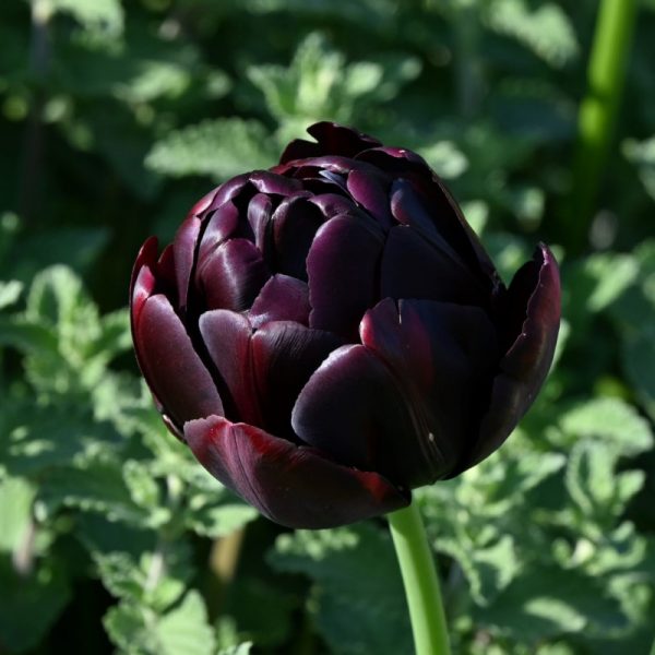 tulipa black hero tulips bulbs juodos tulpes pilnavidurės bijūninės tulpių svogūnėliai gėlės ir manufaktūra baklažano spalvos juodos