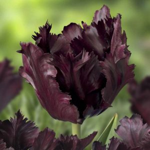 tulipa black parrot tulips bulbs tulpes papūginės tulpių svogūnėliai gėlės ir manufaktūra tamsiai baklažano spalvos juodos magenta