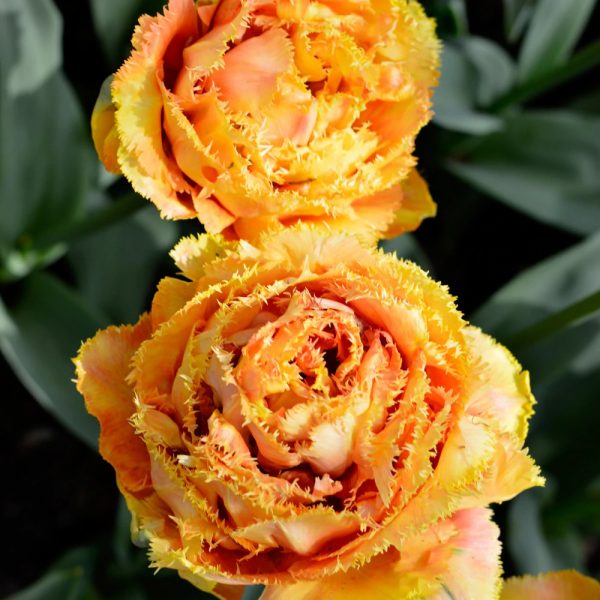 tulipa sensual touch orange double fringed tulips bulbs pilnavidurė tulpes bijūninė tulpių svogūnėliai gėlės ir manufaktūra oranžinė šerkšnota
