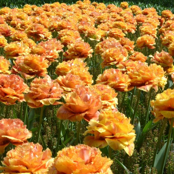 tulipa sensual touch orange double fringed tulips bulbs pilnavidurė tulpes bijūninė tulpių svogūnėliai gėlės ir manufaktūra oranžinė šerkšnota