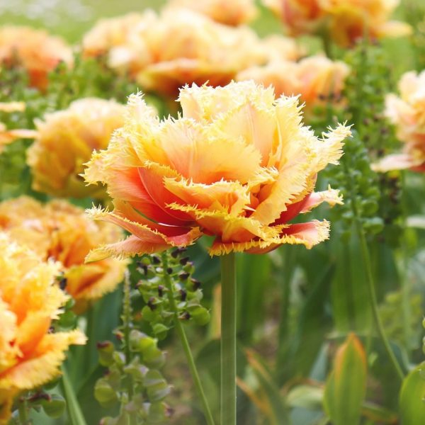 tulipa sensual touch orange fringed tulips bulbs tulpes bijūninė pilnavidurė svogūnėliai tulpių gėlės ir manufaktūra oranžinė šerkšnota