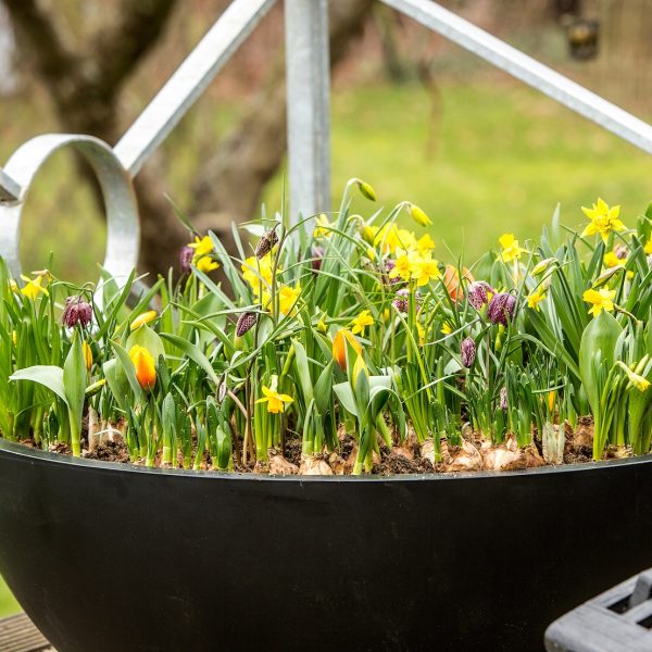 tulipa tulpės Narcissus fritillaria svogūninis augalas vazone floradania plants pavasarinės gėlės ir manufaktūra pavasaris kompozicija spring flowers