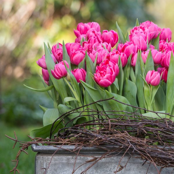 tulipa tulpės Narcissus pseudonarcissus svogūninis augalas vazone floradania plants pavasarinės gėlės ir manufaktūra pavasaris spring flowers