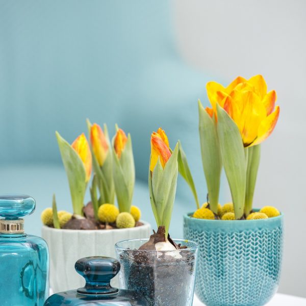tulipa tulpės Narcissus pseudonarcissus svogūninis augalas vazone floradania plants pavasarinės gėlės ir manufaktūra pavasaris spring flowers
