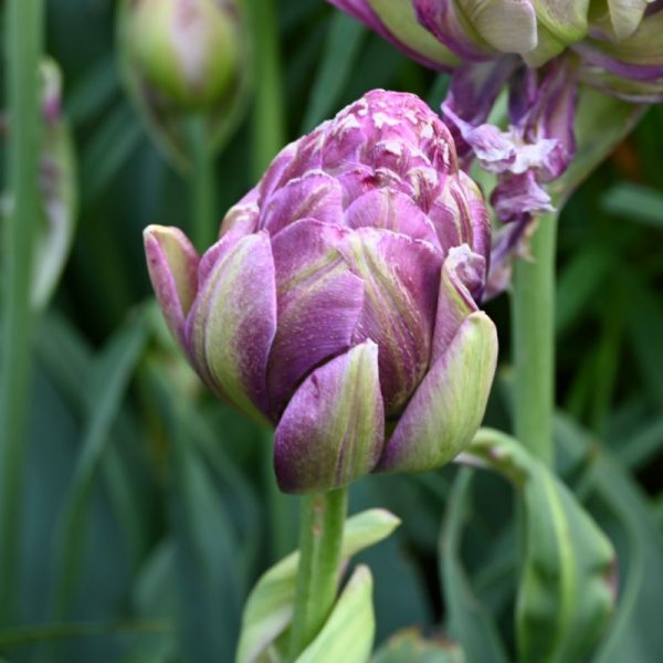 tulipa violet pranaa double tulips tulpes tulpių svogūnėliai gėlės ir manufaktūra violetines pilnavidures bijunines