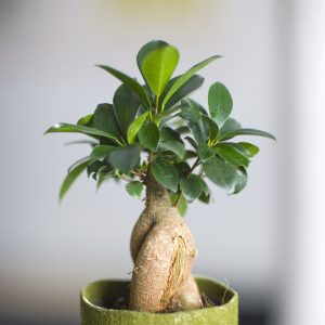 Ficus microcarpa gingseng bonsai fikusas augalų kompozicija gėlės ir manufaktūra kambariniai augalai floradania plants