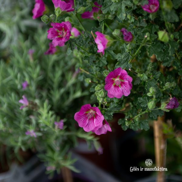 anisodontea capensis žydintis augalas medelis pink rožiniai žiedai malva tree gėlės ir manufaktūra