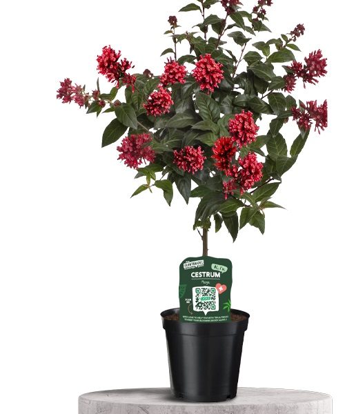cestrum žydintis augalas medelis raudoni žiedai gėlės ir manufaktūra plants red flowers plantaniuos