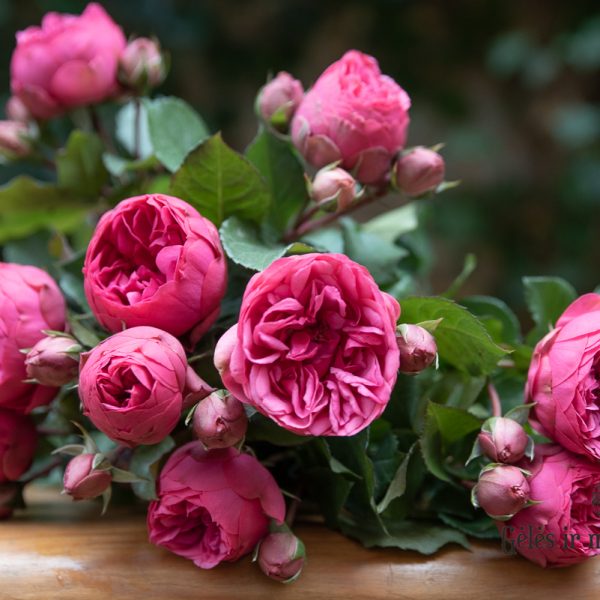 garden rosa pink piano roses bijūninės sodo rožės rožių krūmas gėlės ir manufaktūra augalai