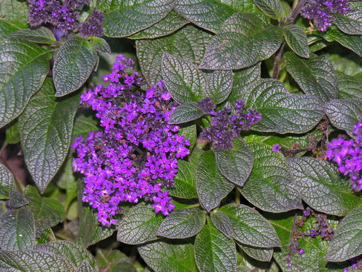 heliotropium peruvianum violet augalas medelis heliotropas fragrant violet plantanious