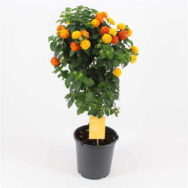 lantana žydintis augalas medelis geltoni oranžiniai žiedai gėlės ir manufaktūra verbenaceae