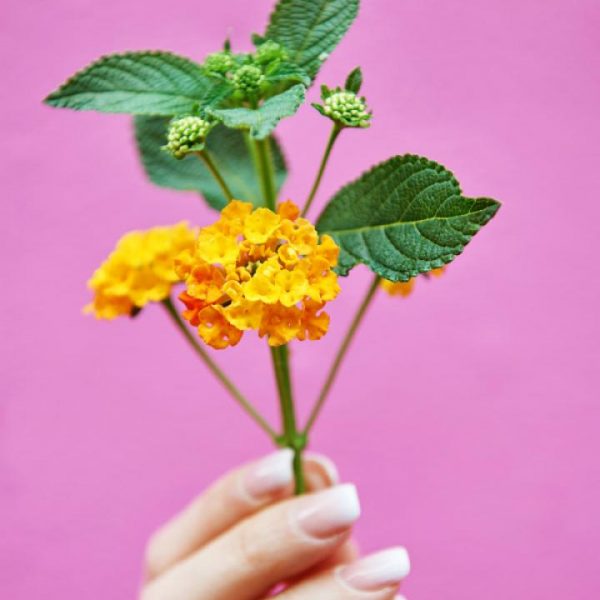 lantana žydintis augalas medelis geltoni oranžiniai žiedai gėlės ir manufaktūra verbenaceae