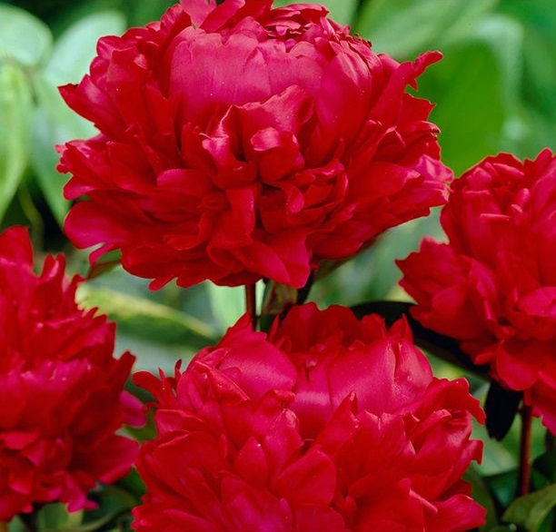 paeonia Red Magic raudoni pilnaviduriai bijūnai augalas vazone peony plants garden gėlės ir manufaktūra