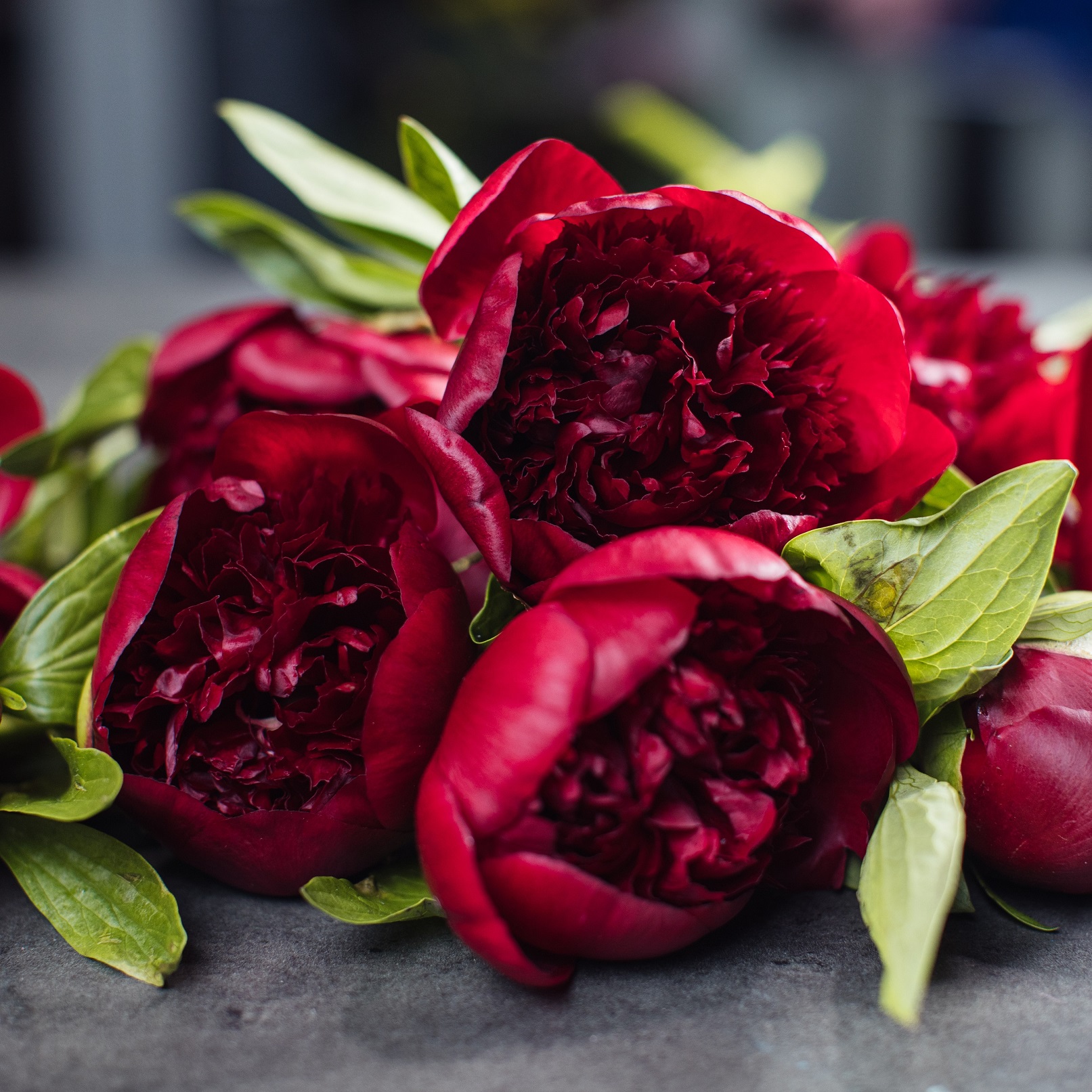 paeonia-red-magic-peony-raudonas-bijūnas-krūmas-daugiametis-augalas-raudoni-bijūnai-gėlės-ir-manufaktūra-AdobeStock_301991205