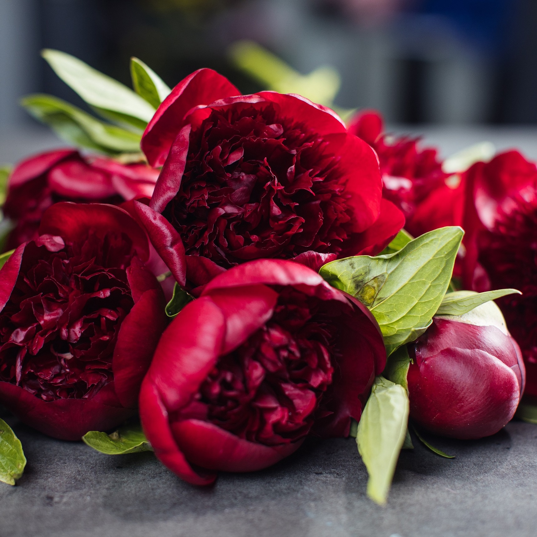 paeonia-red-magic-peony-raudonas-bijūnas-krūmas-daugiametis-augalas-raudoni-bijūnai-gėlės-ir-manufaktūra-AdobeStock_301991205