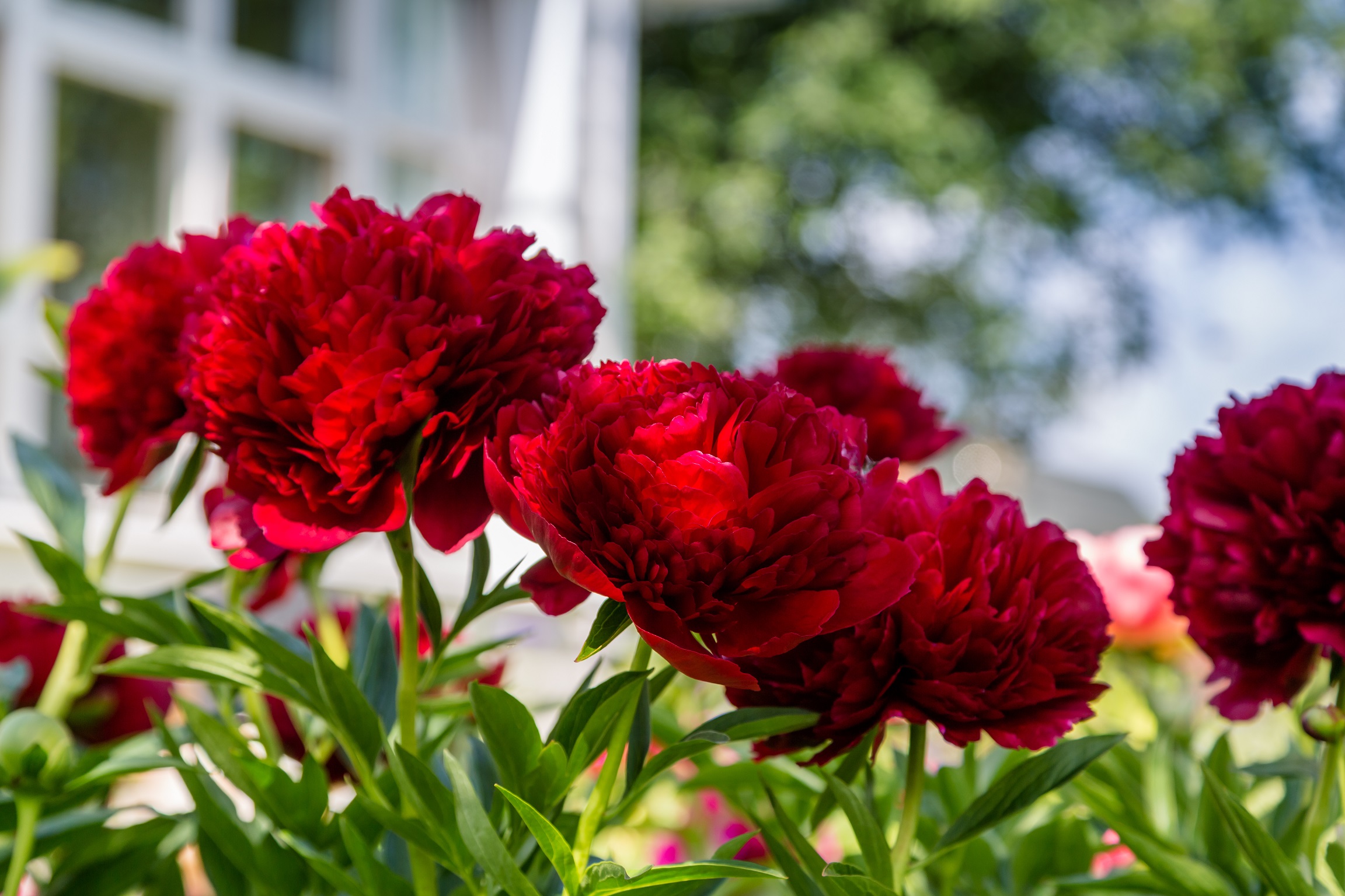 paeonia-red-magic-peony-raudonas-bijūnas-krūmas-daugiametis-augalas-raudoni-bijūnai-gėlės-ir-manufaktūra-AdobeStock_301991205