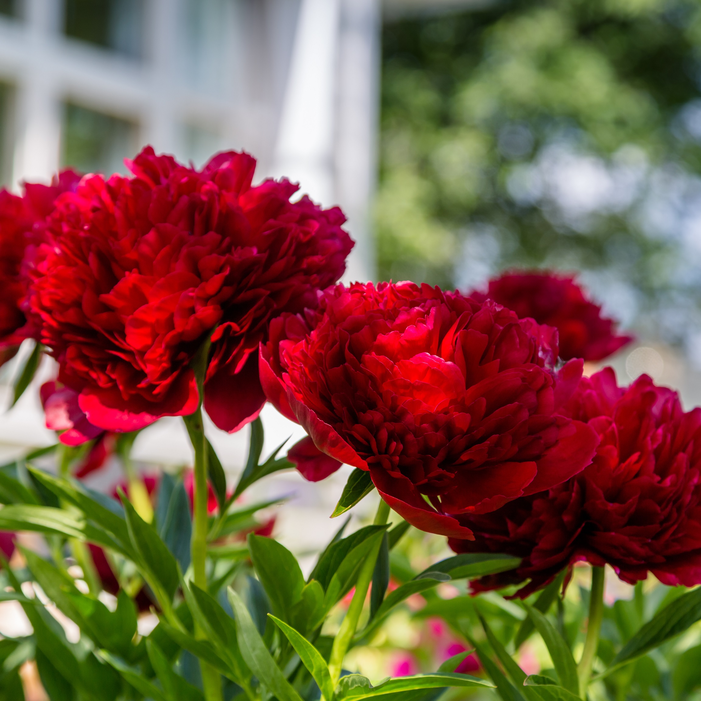 paeonia-red-magic-peony-raudonas-bijūnas-krūmas-daugiametis-augalas-raudoni-bijūnai-gėlės-ir-manufaktūra-AdobeStock_301991205
