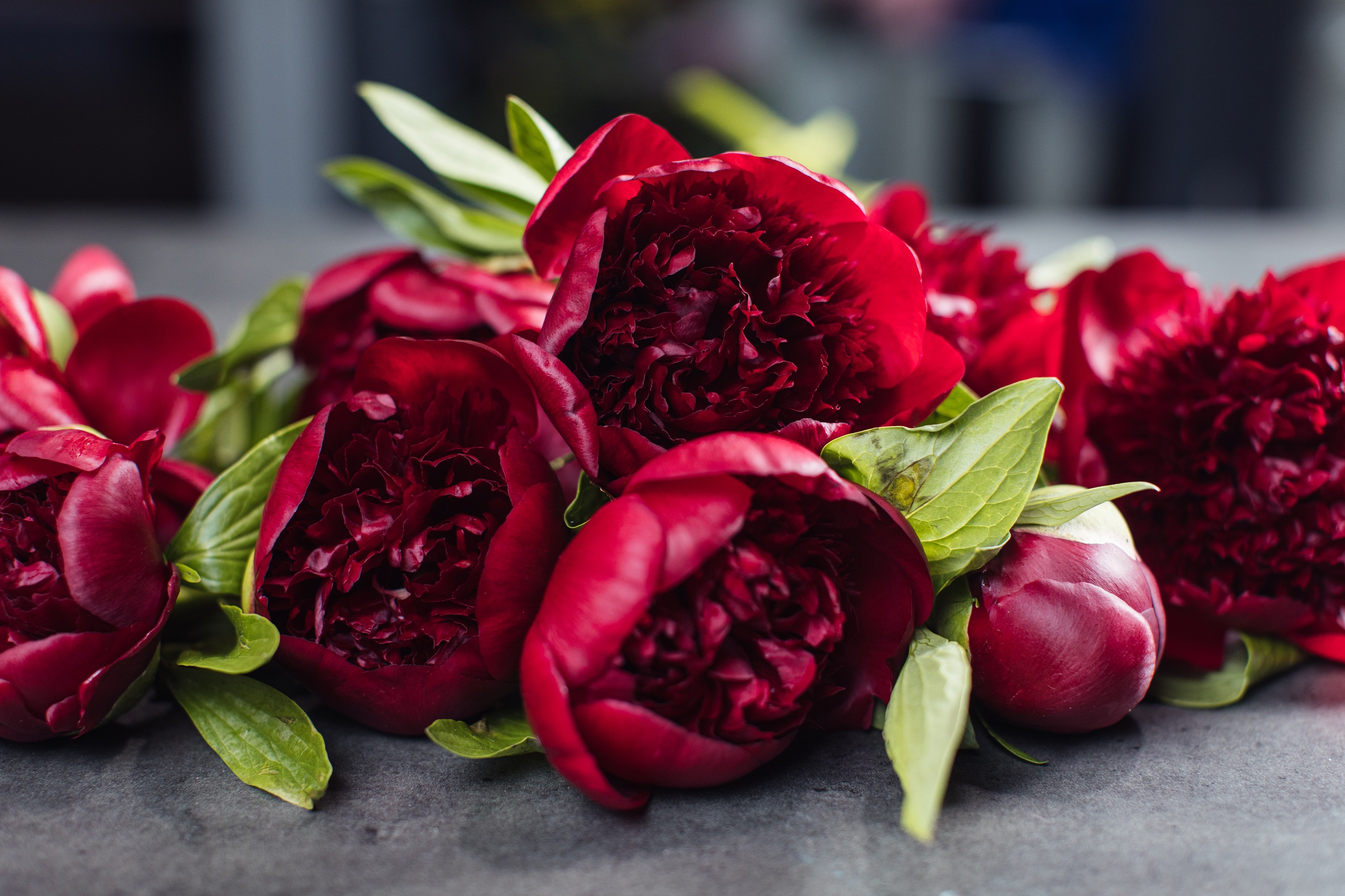 paeonia-red-magic-peony-raudonas-bijūnas-krūmas-daugiametis-augalas-raudoni-bijūnai-gėlės-ir-manufaktūra-AdobeStock_301991205