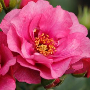 rosa garden rose Orienta Aladdin climbing fragrant vijokline laipiojanti cherry nepilnavidure sodo rožė avietinė augalas gėlės ir manufaktūra augalai botanical