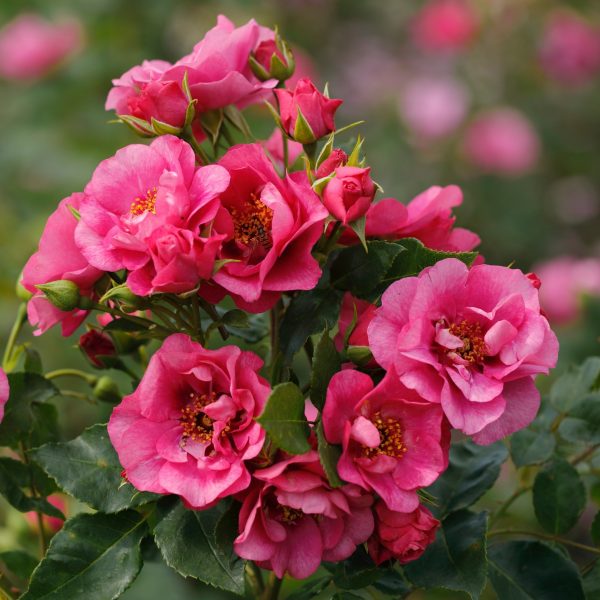 rosa garden rose Orienta Aladdin climbing fragrant vijokline laipiojanti cherry nepilnavidure sodo rožė avietinė augalas gėlės ir manufaktūra augalai botanical