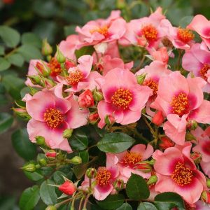rosa garden rose Orienta Shila peach cherry nepilnavidure sodo rožė persikinė augalas gėlės ir manufaktūra augalai botanical