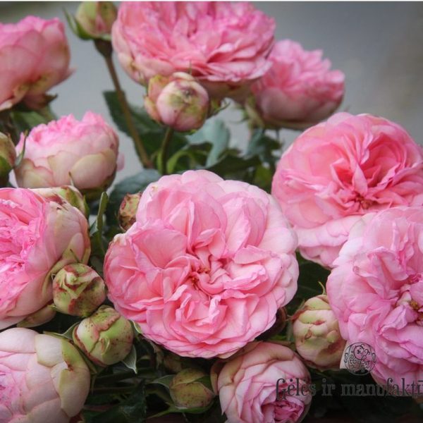 rosa garden rose charming piano bijūninė sodo rožė pompon augalas rožių krūmas pink gėlės ir manufaktūra