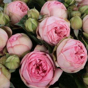 rosa garden rose charming piano bijūninė sodo rožė rožinė pompon augalas rožių krūmas pink gėlės ir manufaktūra