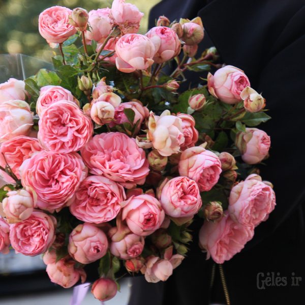 rosa garden rose charming piano happy bijūninė sodo rožė pompon augalas rožių krūmas pink gėlės ir manufaktūra bridal puokštė