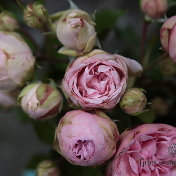 rosa garden rose charming piano bijūninė sodo rožė pompon augalas rožių krūmas pink gėlės ir manufaktūra