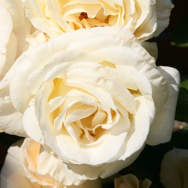 rosa garden rose climbing Schneewalzer white laipiojanti vijoklinė sodo rožė augalas gėlės ir manufaktūra rožių krūmas vijoklis