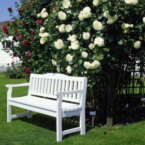 rosa garden rose climbing Schneewalzer white laipiojanti vijoklinė sodo rožė augalas gėlės ir manufaktūra rožių krūmas vijoklis